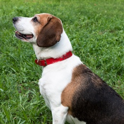 [L000] Кучешка каишка с гравиран надпис